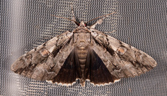 Catocala flebilis