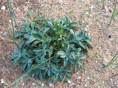 Malcolmia littorea