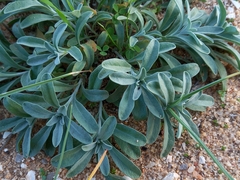 Malcolmia littorea