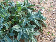 Malcolmia littorea