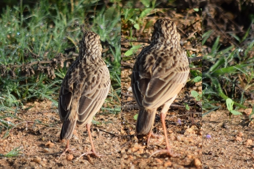 Jerdon's Bush Lark (Plocealauda affinis), photo 10