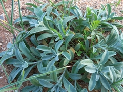 Malcolmia littorea