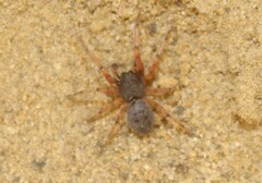 Trachelopachys