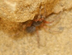 Trachelopachys
