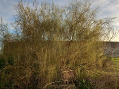 Retama monosperma