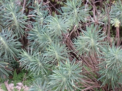 Euphorbia characias