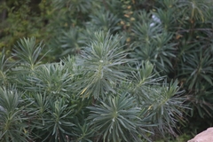 Euphorbia characias