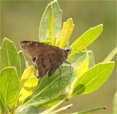 Eudaminae