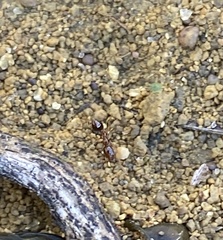 Solenopsis saevissima