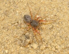 Trachelopachys