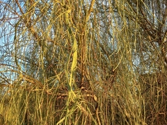 Retama monosperma