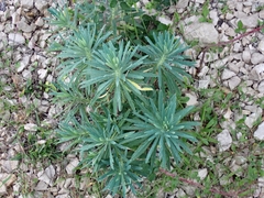 Euphorbia characias