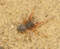 Trachelopachys