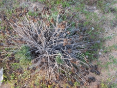 Helichrysum italicum