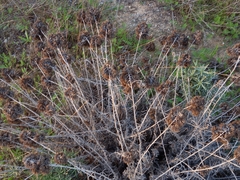 Helichrysum italicum