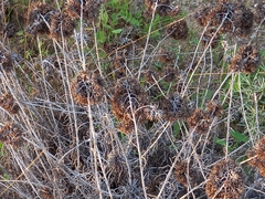 Helichrysum italicum