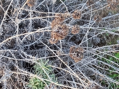 Helichrysum italicum