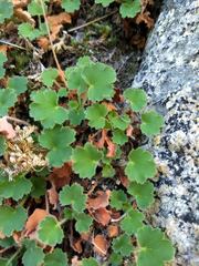Heuchera hirsutissima