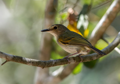 Poecilotriccus latirostris