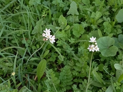 Nothoscordum gracile