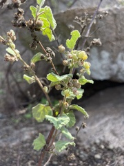 Hermannia floribunda