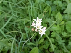 Nothoscordum gracile