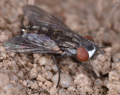 Metopia argyrocephala