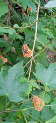 Xylocopa artifex