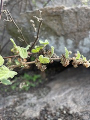 Hermannia floribunda