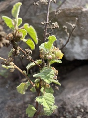 Hermannia floribunda