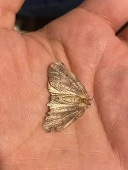 Dectochilus antucaria