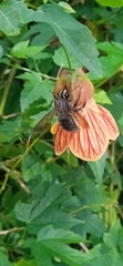 Xylocopa artifex