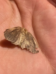 Dectochilus antucaria