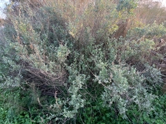 Atriplex halimus