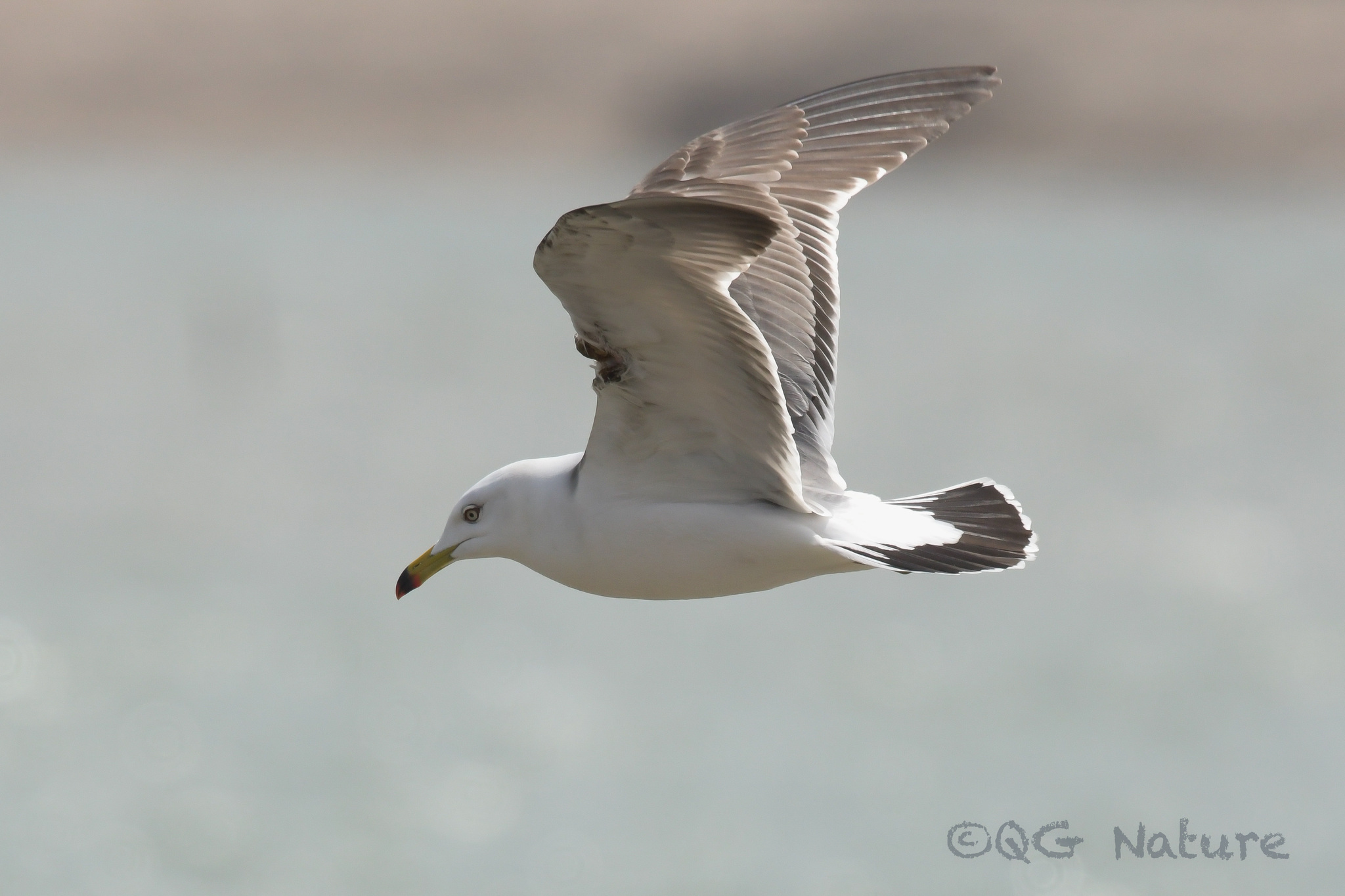 Black-tailed Gull