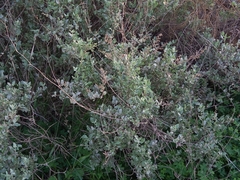 Atriplex halimus