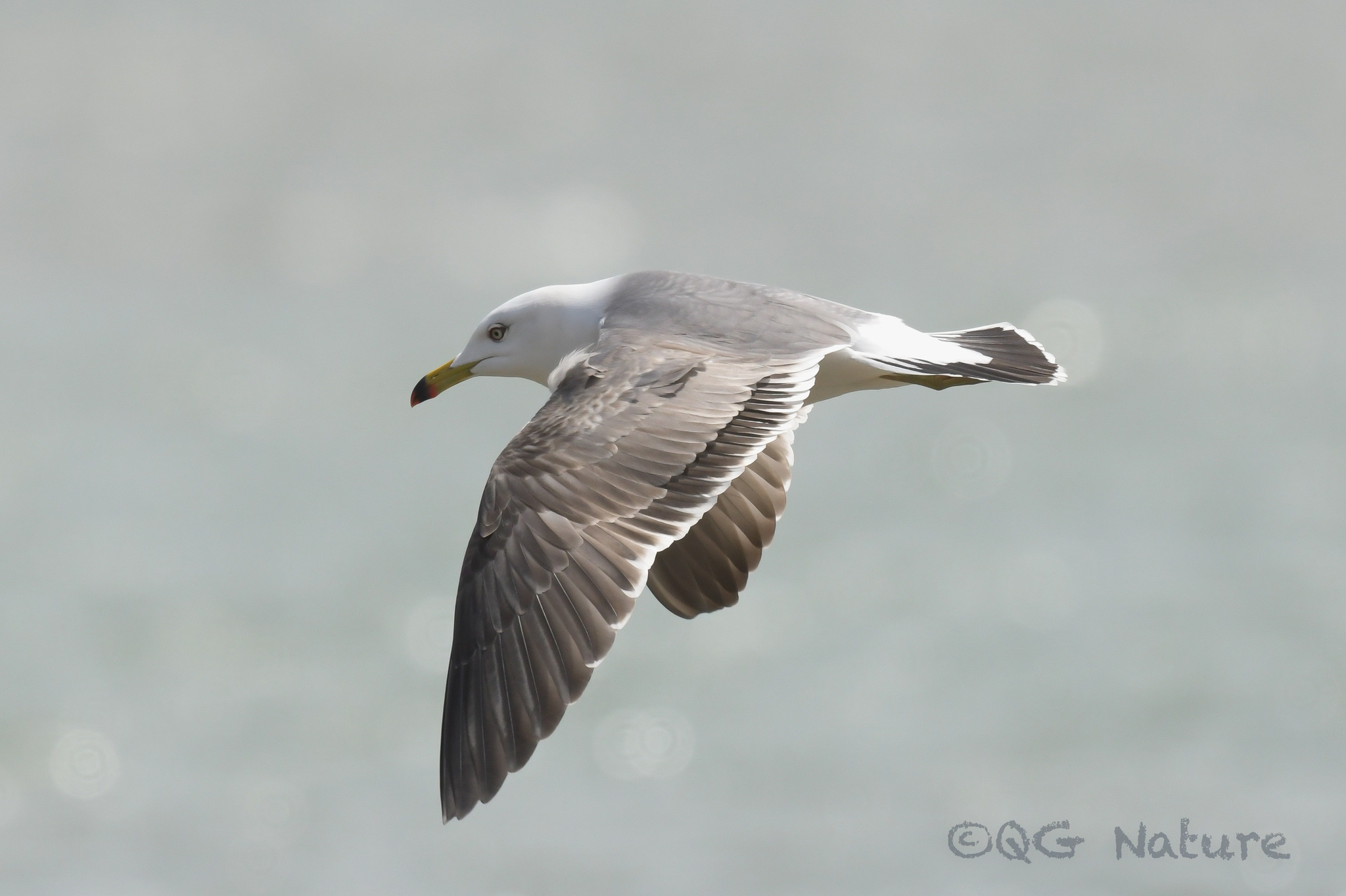 Black-tailed Gull
