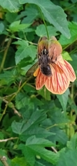 Xylocopa artifex