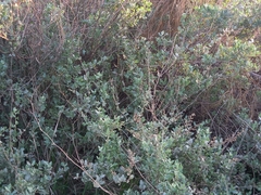 Atriplex halimus