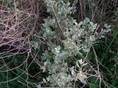 Atriplex halimus