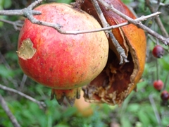 Punica granatum