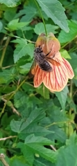 Xylocopa artifex