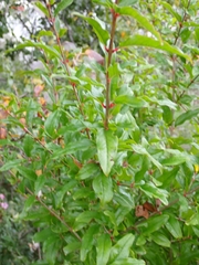 Punica granatum