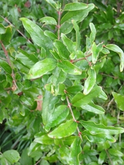 Punica granatum