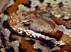 Vipera aspis zinnikeri