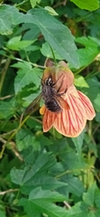 Xylocopa artifex