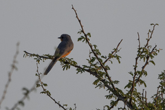 Melaenornis semipartitus