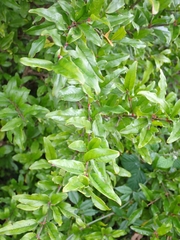 Punica granatum