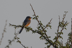 Melaenornis semipartitus