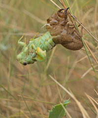Lyristes plebejus